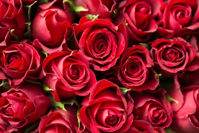 De kracht van bloemen en de magie van rode rozen